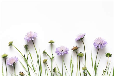 114 images about lilac aesthetic on we heart it see more about purple lilac and aesthetic. Purple Flowers On White Background Stock Photo - Download ...