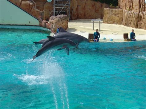 Address, phone number, parc asterix reviews: File:Parc Asterix Dolphins by http2007.jpg - Wikimedia Commons