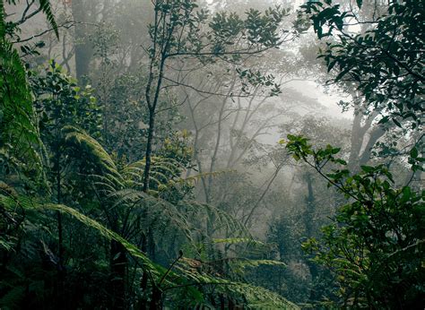 Precious Rainforests Are Being Preserved At Highest Rate In 30 Years After Palm Oil Moratorium