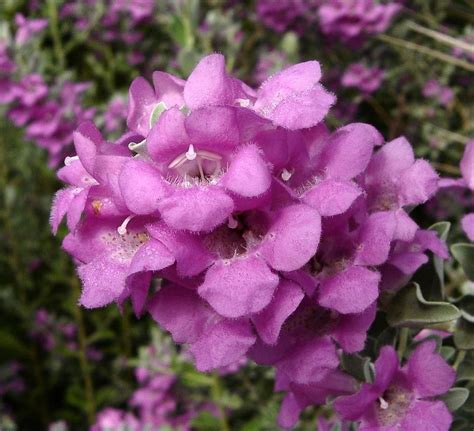Slow me down / it's so simple by sun son. Texas Ranger, Leucophyllum frutescens - Dave's Garden