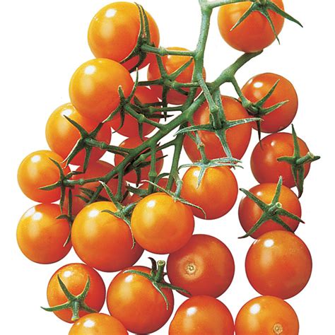 Sunsugar Hybrid Tomato Cherrygrape Tomato Seeds Totally Tomatoes