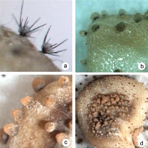 Colony Characteristics Of Colletotrichum Capsici Isolated And Purified