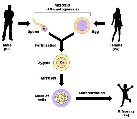Reproduction:it is one of the important life process, which ensures the continuation of similar kinds of individuals generation after generation. Human Reproduction Research Papers on the Process of ...