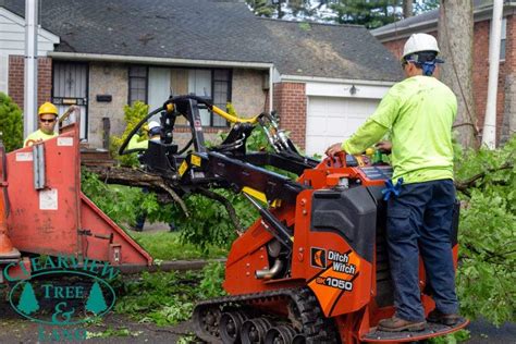 Long Island Ny Tree Services Clearview Tree And Land Corp