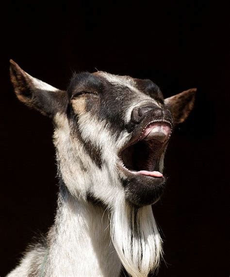 The Laughing Goat Goats Funny Funny Goat Pictures Goats