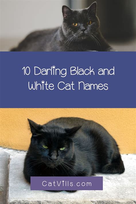 62 Darling Black And White Cat Names Cat Names Cats White Cat