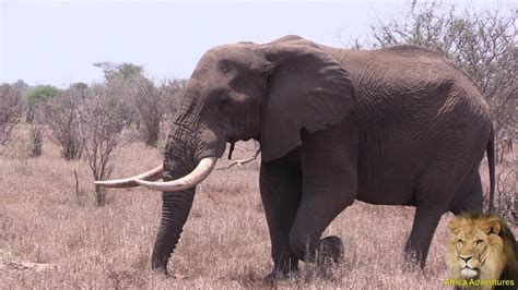 Magnificent Tusker Elephant Spotted In Kruger Park Youtube
