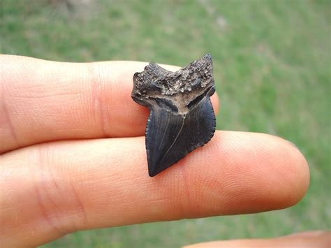 Nice Cretaceous Crow Shark Tooth Shark Fossils Prehistoric Florida