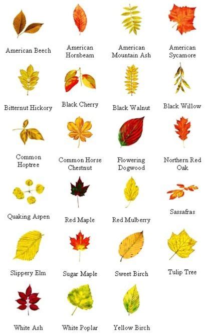 Types Of Autumn Leaves