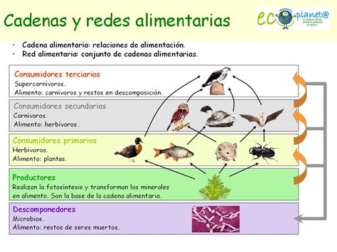 Temas De Ciencias Naturales Cadenas Alimenticias 0 Hot Sex Picture