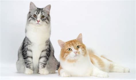 It is by far the most common disorder of the exocrine pancreas in cats, and it is believed to lead to significant morbidity and mortality if not properly managed. Natural Feline Pancreatitis Treatment - Ask Ariel