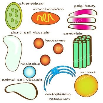 See more ideas about cell structure, animal cell structure, animal cell. Animal Cell & Plant Cell Clip Art - 28 Piece Set - Color ...