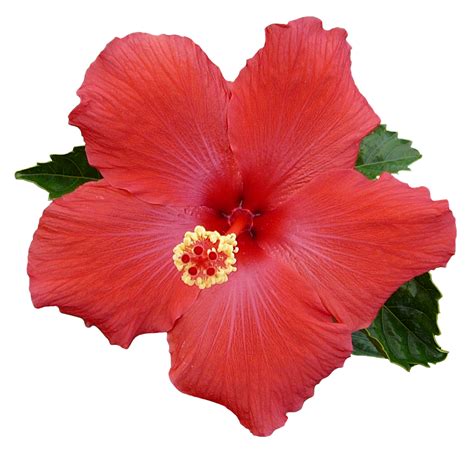 Hawaiian Flower Clip Art Bordor Transparent Background | Gardening ...