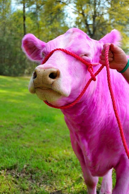 18 I Wanna Be A Pink Cow Ideas Pink Cow Cow Pink
