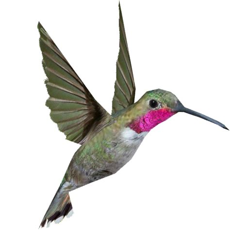 Hummingbird Png Transparent Image Download Size 606x606px