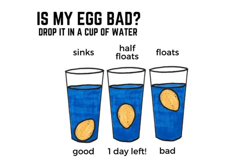 The Egg Test Float Or Sink Best Template