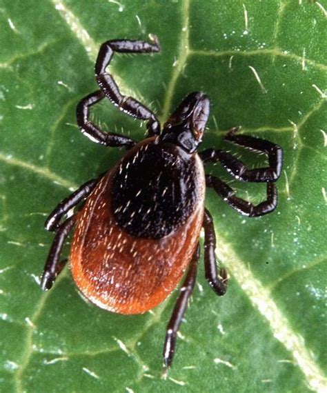 Tick Identification A Guide To Common Types With Photos Owlcation