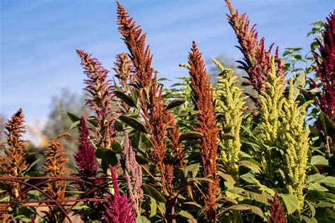 10 Popular Amaranthus Varieties