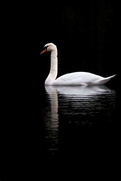 1080x1920 Wallpaper White Swan On Body Of Water Peakpx