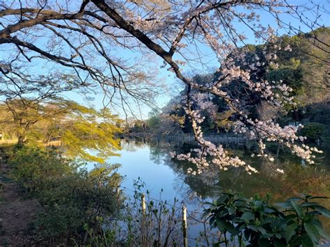 善福寺公園は桜満開 - 電脳如是我聞の逆襲