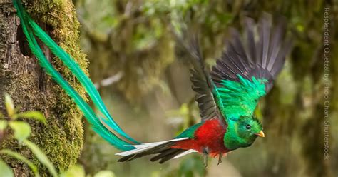 Resplendent Quetzal American Bird Conservancy