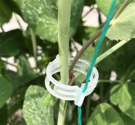 Plant Bender Plastic Tomato Holder Tomato Reinforcing Clips Branches