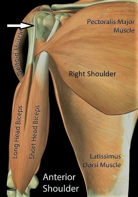 Deep to the rtc tendon insertions, blends with the capsule and supraspinatus to form part of the roof of the. Biceps Tendonitis of the Shoulder | Dr HC Chang