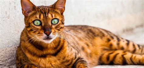 California Spangled Cat An Unforgettable Spotted Cat Breed