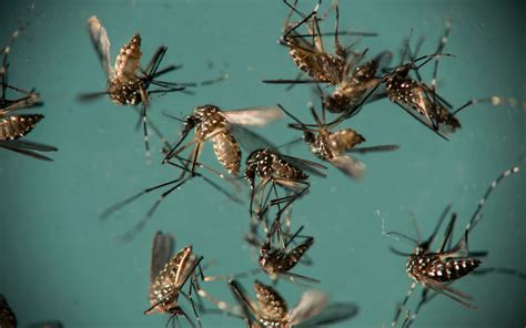 Tiger Mosquitoes Could Spread Zika Virus In France