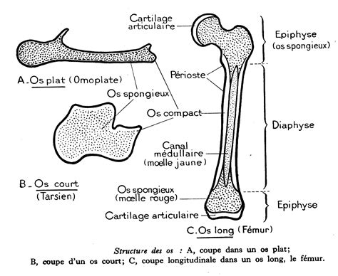 Dessin Anatomie Humaine Structure Des Os De L Homme