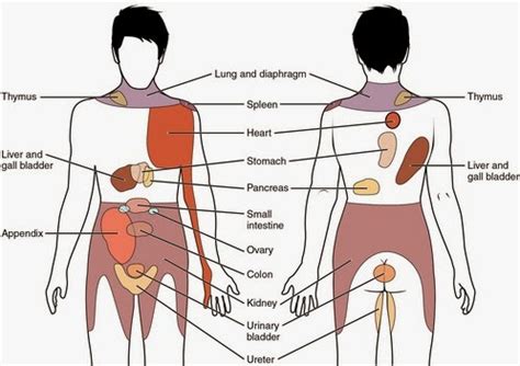 Some causes for these pains may not be localized accurately, so bear in mind that the area that hurts may not be directly in line with the internal issue that is causing pain. Upper right quadrant pain radiating to back | backpain all ...