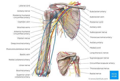 Artery And Vein Anatomy Anatomical Charts Posters
