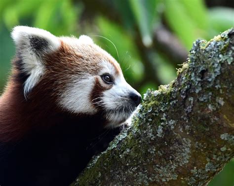 Berkenalan Dengan Panda Merah Hewan Unik Dari Benua Asia