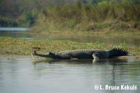 Gharial Crocodile Wildlife Photography In Thailand And Southeast Asia