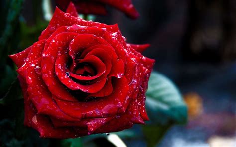 Rosa Vermelha Rosa Grandiflora Ubicaciondepersonascdmxgobmx