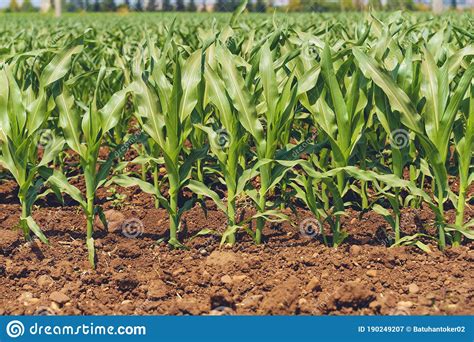 Green Corn Maize Plants On A Field Stock Image Image Of Environment
