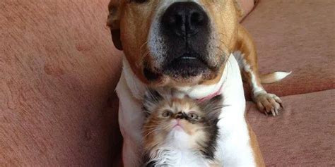 This Kitten Thinks Shes A Pit Bull And Its Too Cute For Words Huffpost
