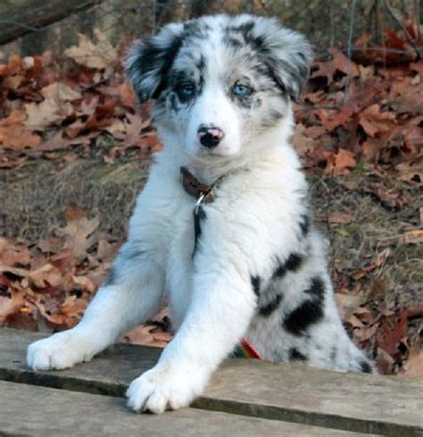 Border Collie Puppies For Sale Ontario Zoe Fans Blog Cute Baby Dogs