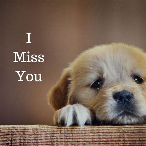 I Miss You Quotes I Miss You Cute Miss You Funny Cute Miss You