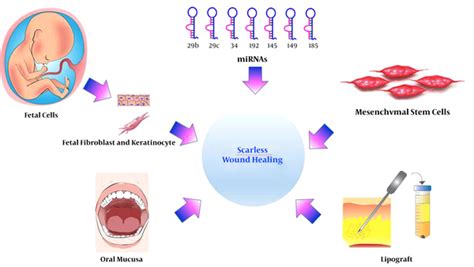 Scarless Wound Healing Looking For A Single Remedy With Multiple