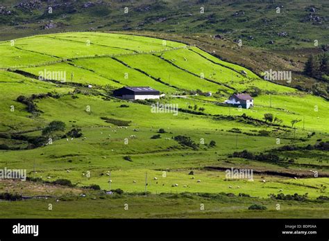 An Irish Farm With Rolling Green Hills Dotted With Sheep Stock Photo