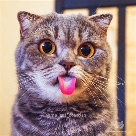 Long Pink Cat Tongue Sticking Out Funny Cute Cats Funny Cats And