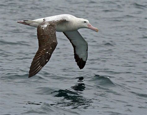 Antipodean Albatross New Zealand Birds Online