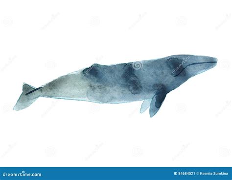 Watercolor Sketch Of Gray Whale Illustration Isolated On White