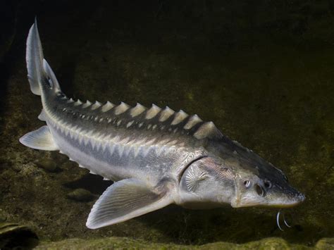 Pin By Iskaric Sciences On Animals Fish Sturgeon Fish Beluga
