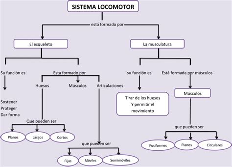 Mapas Conceptuales Del Sistema Locomotor Descargar