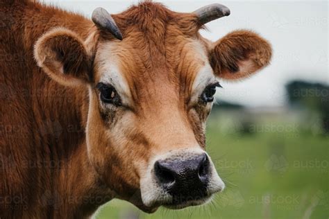 Image Of Jersey Cow Looks In To The Camera Close Up Austockphoto