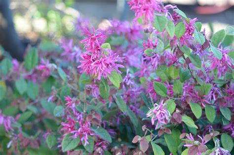 Chinese Fringe Flower Loropetalum Chinense