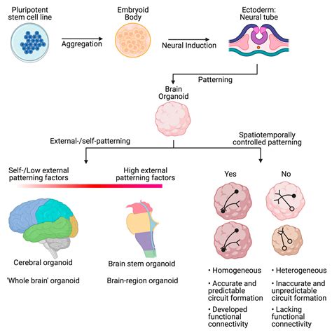 Biology Free Full Text Brain Organoids Filling The Need For A