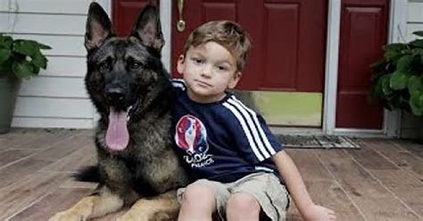 2 Year Old German Shepherd Sweeps Up His Own Dog Fur And So Much More